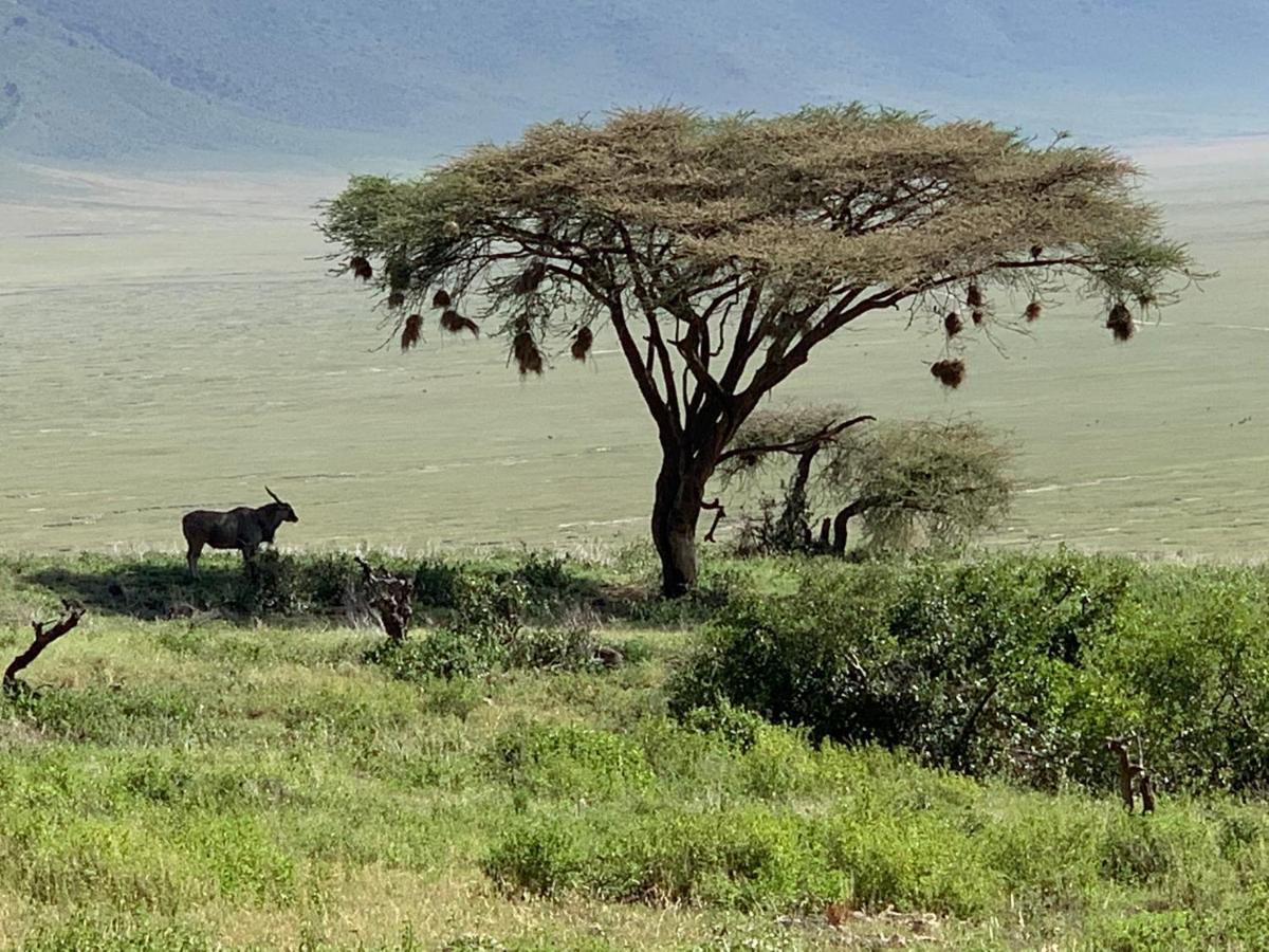 Zawadi Camp Otel Serengeti Dış mekan fotoğraf