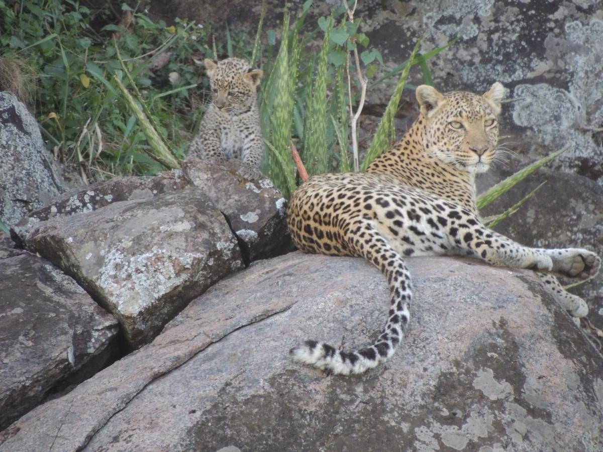 Zawadi Camp Otel Serengeti Dış mekan fotoğraf