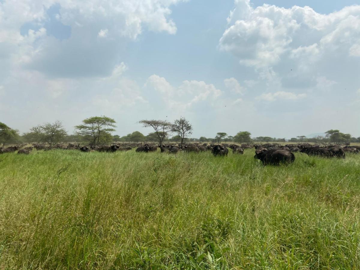 Zawadi Camp Otel Serengeti Dış mekan fotoğraf